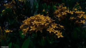 Kutipan hasil jualan tiket ialah sebanyak rm3.2 juta. Photo Of Bunga Harum Sundal Malam Id 135996998 Royalty Free Image Stocklib