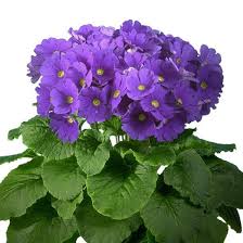 Image result for Primula