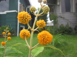 Save $ 2.29 (7 %) proven winner 2 gal. Olympia Lionessa On Twitter Buddleja Globosa Orange Ball Tree Butterfly Bush Non Invasive Cheeto Tree Lol