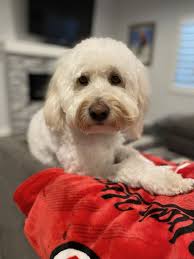 Pawsitive Purrfection House Call Grooming Gift & Greeting Cards