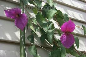 Image result for Dalechampia capensis