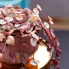 Image result for Ceropegia circinata