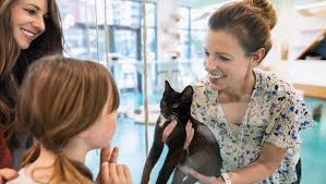Cat Accessories 7 Essentials That Every Cat Parent Should Have Cattime