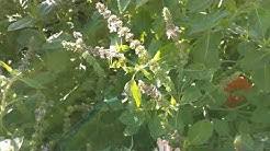 Since experiencing a rosemary plant communicate through the motp machine, i finally understood the how brigid's way utilizes music of the plants. Music Of The Plants Youtube