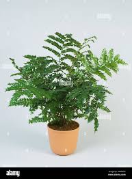 Image result for Didymochlaena