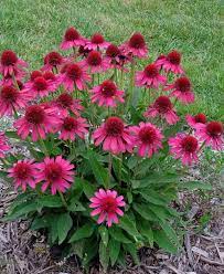 We did not find results for: Echinacea Delicious Candy Ppaf Deer Resistant Plants Perrenial Flowers Deer Resistant Perennials