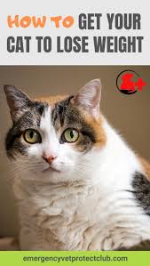 Pin On Cat Health Tips