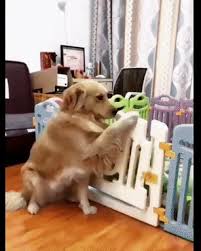 Golden Pups Gifs Get The Best Gif On Giphy