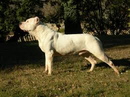 Dogo Argentino Argentine Mastiff Http Es Wikipedia Org Wiki Dogo Argentino Http En Wikipedia Org Wiki Raza De Perro Dogo Razas De Perros Perros Bellos