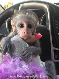 Check out our monkey green animal selection for the very best in unique or custom, handmade pieces from our shops. Green Monkeys For Sale