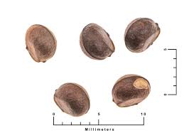 Image result for Acacia lasiopetala