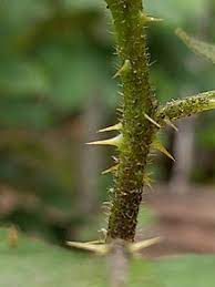 Other weeds spread vegetatively by movement of segments that root. Solanum Carolinense Wikipedia