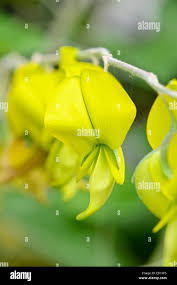 Image result for Crotalaria laburnifolia
