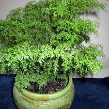 Image result for Pilea microphylla