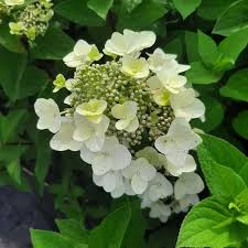 We did not find results for: Rispenhortensie Mega Mindy Hydrangea Kaufland De