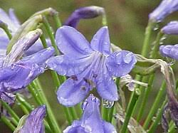 Image result for Agapanthus codii