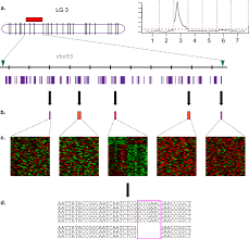 The planting of the rose tree is one of the most important steps. In The Name Of The Rose A Roadmap For Rose Research In The Genome Era Horticulture Research