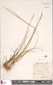 Image result for Cynorkis symoensii