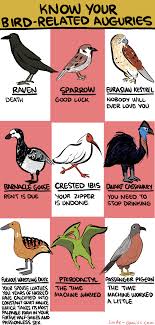 Birds Are So Informative Smbc Comics Bird Sightings Cassowary