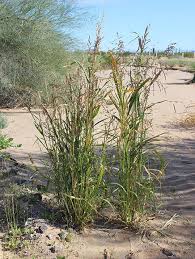 Image result for Panicum schinzii