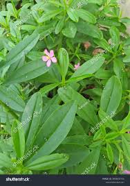 Image result for Talinum fruticosum