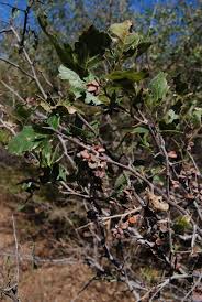 Image result for Searsia tenuinervis