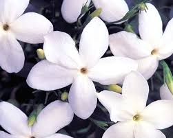 Check spelling or type a new query. The 5 Most Fragrant Flowers In Perfumery Experimental Perfume Club