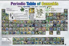 periodic table of cannabis poster 24x36 weed pot marijuana chart list 241349 ebay