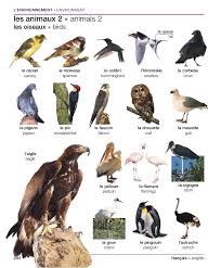 Ozge Ozden Adli Kullanicinin Birdbird Panosundaki Pin Hayvanlar Calisma Tablolari Fransizca