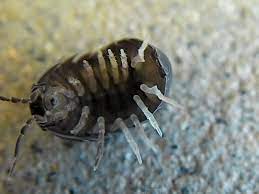 The little pill bugs stay there until they are big enough to be on their own. Spend Two Minutes Rooting For A Pill Bug To Roll Back Onto His Feet Smart News Smithsonian Magazine