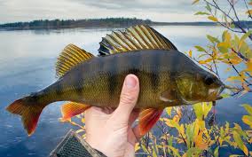 Trotta llega a mendoza y se reúne con los sindicatos docentes. La Pesca Del Pesce Persico Al Lago Tecniche Consigli Attrezzature