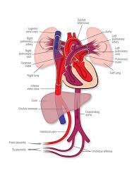 fetal circulation american heart association