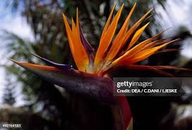 Image result for Strelitziaceae