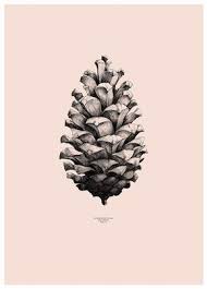 Pinecone Pomme De Pin Ou Pigne De Pin Dessin Illustration Online Art Pine Cones