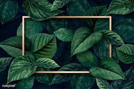 Leaf pngs on this page are free of charge. Gold Rectangle Frame On A Metallic Green Leaves Textured Background Vector Free Image By Rawpixel Com Mint Leaf Texture Textured Background Leaf Background