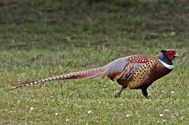 Korean Pheasant Seoul Korea Pheasant Hunting Pheasant Hunting Diy