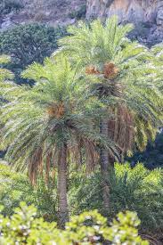 Maybe you would like to learn more about one of these? Palmiers Resistants Au Papillon Du Palmier Palmiers Et Compagnie