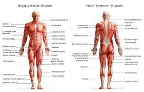 Skeletal muscles are voluntary muscles, which means you can control what they do. Muscles Of The Body Labeled Muscular System 2020 08 19