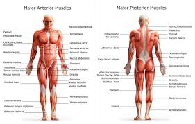 Dimitrios mytilinaios md, phd last reviewed: Chart Of Major Muscles On The Front Of The Body With Labels