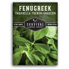 Image result for Trigonella foenum-graecum