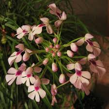 Image result for Cynorkis symoensii