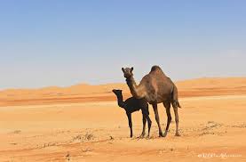 Baby, mom, camels wallpaper (photos, pictures). Wild Camels Red Pin Adventures