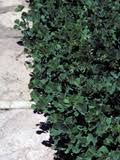 Image result for Marsilea macrocarpa