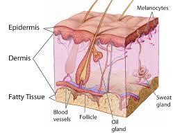 May 05, 2020 · in the context of skin care, proteins almost always refers to collagen, the protein that gives your skin its structure. Layers Of Skin Skincare Face Treatments Ent Wellbeing Sydney