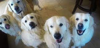 View reviews of thousands of breeders listing hundreds of puppy for sale ads in your local area. English Cream Golden Retriever Vs American Differences And Similarities Between The English Retrie Golden Retriever American Golden Retriever White Retriever