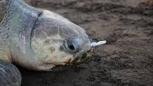 Petition Ban Plastic Cutlery And Straws In Fast Food Chains To Protect Our Oceans And Marine Life Change Org Sea Turtle World Turtle Day Turtle