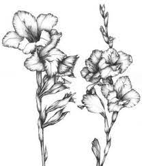 Gladiola Line Drawing Persaud Gladiolus Tattoo Gladiolus Flower Tattoos Gladiolas Tattoo