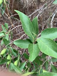 Image result for Maytenus undata