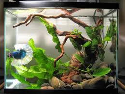 Decorado Simples Jpg 749 562 Pixels Betta Tank Betta Aquarium Fish Plants