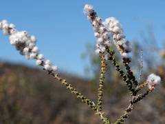 Image result for Pegolettia retrofracta